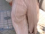 透けすぎ！割れ目とパンティで誘惑するギャル72