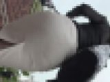 【再販】背中シースルー パツパツ尻黒ストOL
