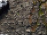 黒タイツ女装ハイヒールで虫（蛾）を踏み潰す クラッシュフェチ 男の娘