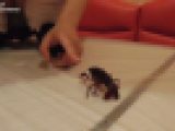 ひよりん１－２ / 初のザリガニクラッシュだぞ