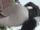 背中シースルーパツパツ尻黒ストOL