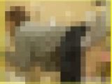 ヤンキー系のJ☆ちゃんなのに意外と愛嬌があって恥ずかしがり屋さんでアソコの締め付け具合が絶妙！【素人★青春のあやまち 27番】