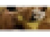 HDC Produce ドS巨乳お姉様　ミレイ様のＭ男足舐めしばき罵倒見下し足コキ手コキ