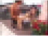 LOVE HOTEL に行こう！　過激なカップルたちのＳＥＸライブドキュメント!!　Part 2　HDV-050-2